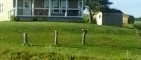 Little house on a hil. Gorgeous house, Country setting with a view of the ocean