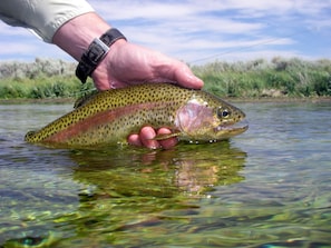 Rainbow Trout in both lakes near by.  