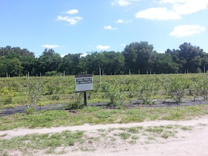 Organic blueberry field