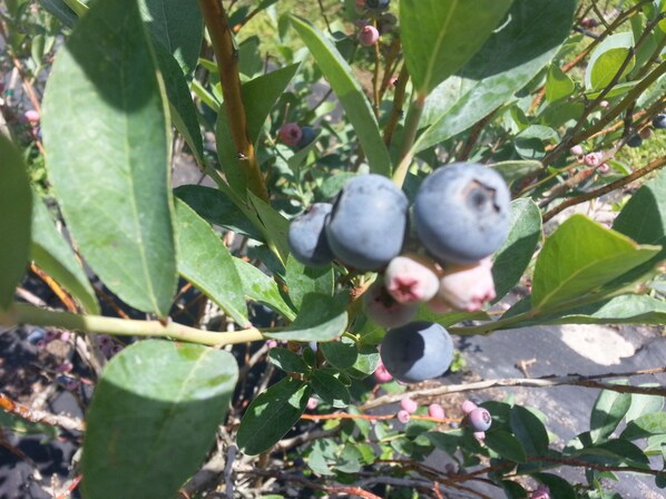 Blueberry Time!