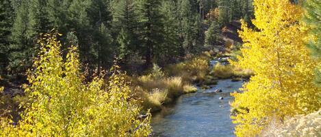 Cottonwoods and Aspens lend fall color