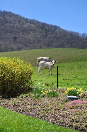 our neighboring cows