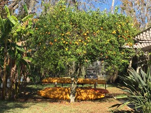 One of the many fruit trees - 4 Kayaks currently available with life jackets.