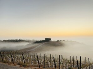 Sunrise over the vineyard 