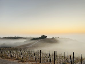 Sunrise over the vineyard 