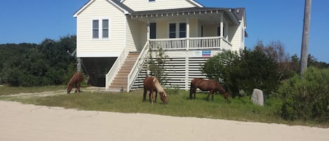 Enjoy wild horses at Corolla Beach Cottage