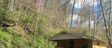 Cabin / Skyline