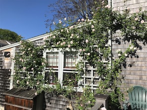 Back deck and roses in June