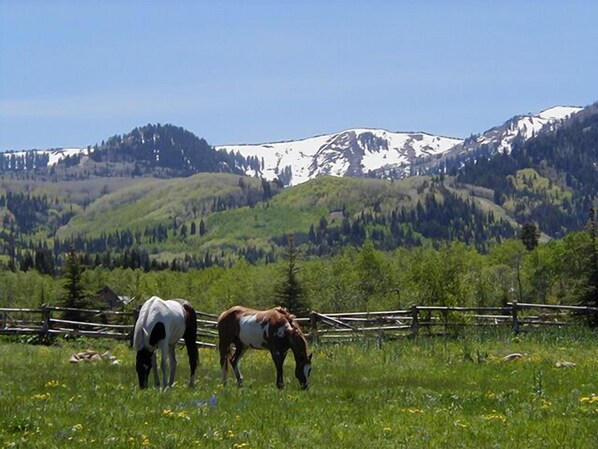 View from our back door! Best view in the Red Pine complex