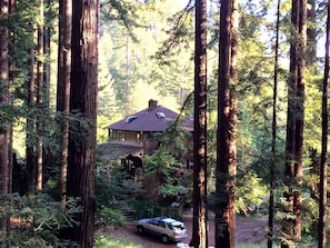 view from redwoods towards home and parking area