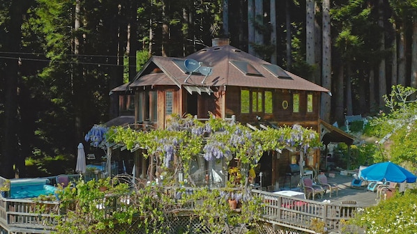 Sunny location in the majestic redwood trees