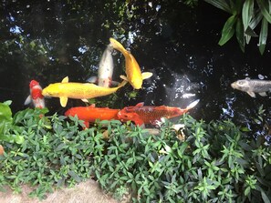 Enchanting koi cavorting in the pond just after sunrise.