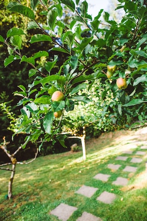 Trail from parking area through small apple orchard and garden to treehouse.