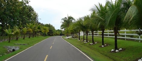 Road from the Inter-Americana Highway to the Beach