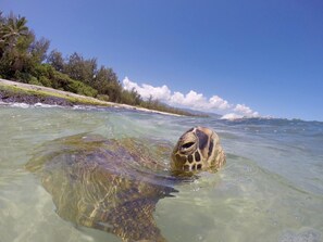 Please respect the turtles and monk seals that visit the area.