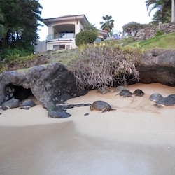 Sea Turtles resting on the beach in front of the house.