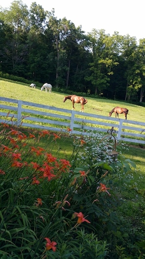 Pasture grazing