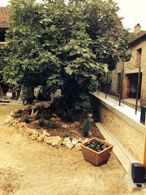 Fig tree in courtyard