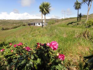 Rhododendronblüte im Mai