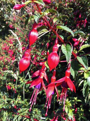 Wilde Fuchsienhecken umsäumen das Grundstück