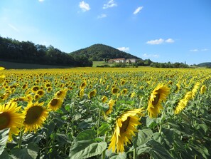 Le Cazal in summer