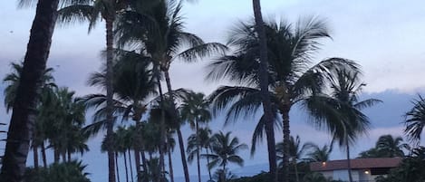 Peek-a-boo Ocean View