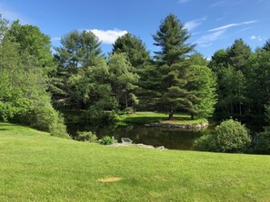 Pond in summer