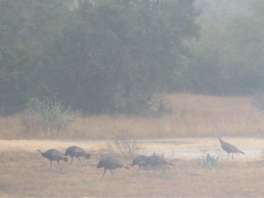 wild turkey in front yard