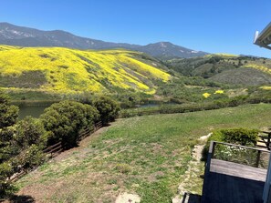 Blooming Mustard on Mountains 