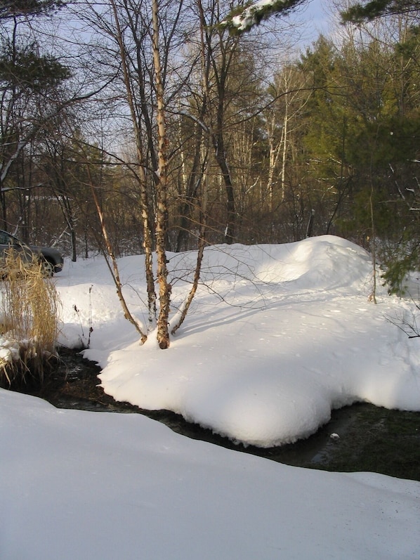 Front yard right after snowfall. Breathtaking!