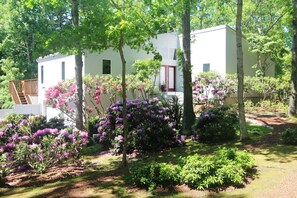 Flowering rhododendrons greet June renters