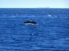 Whale in Waters in Front of Condo