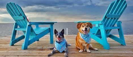 Pup friendly pier!