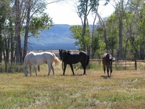 Horses in pasture