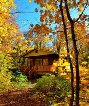 Incredible fall colors in the maple forest