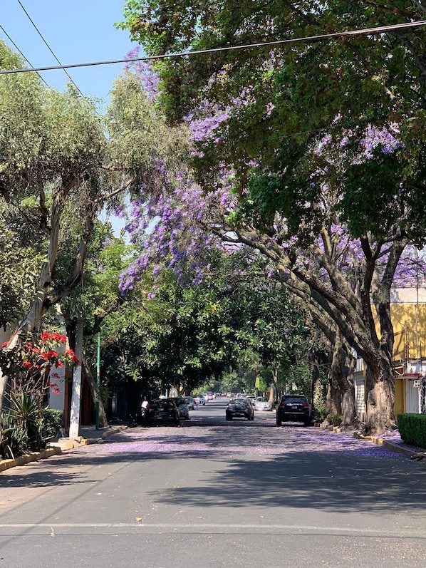Spring in Coyoacàn.