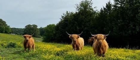 Terrenos do alojamento