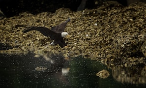 Eagle lands in front of our house.