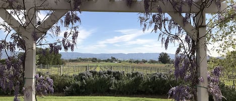 The patio view when the wisteria is in full bloom.