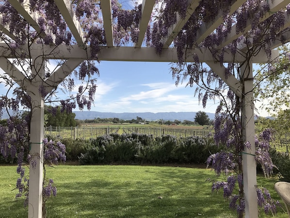 The patio view when the wisteria is in full bloom.