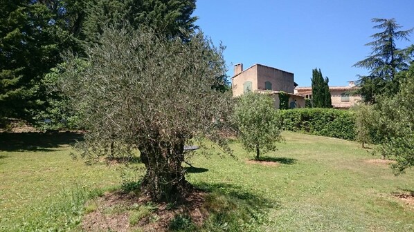 Ancient olive trees