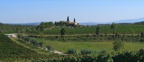 The vineyards of the casa delle rondini farmhouse