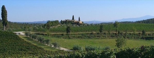 The vineyards of the casa delle rondini farmhouse