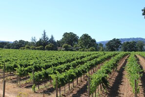 View of vineyard and home from south side of property