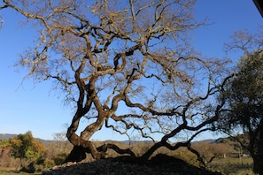 Oak tree at top of knoll