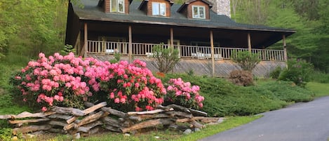 HeathBrooke - the large front porch overlooks Rhododendron in bloom in spring.