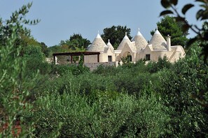 View between the olive trees