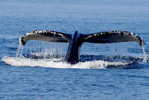 whale watching