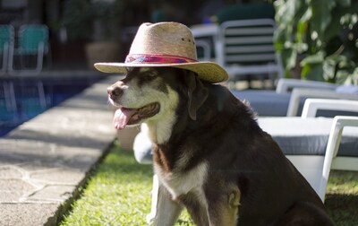 Villa Azteca, hogar colonial mexicano, excelente ubicación, ideal para familias y mascotas