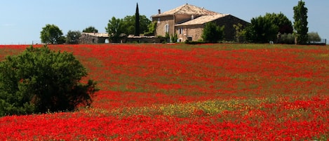 La bastide au milieu des champs de coquelicots